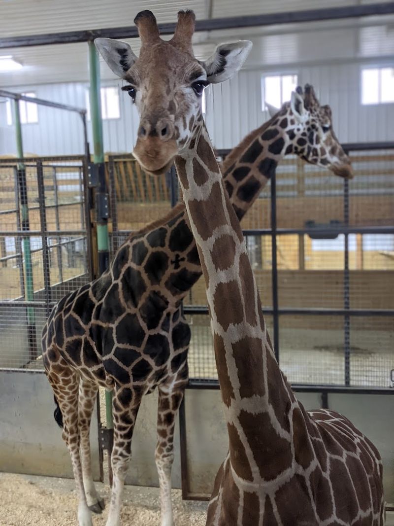 Giraffe Platform, Gentle Perspective