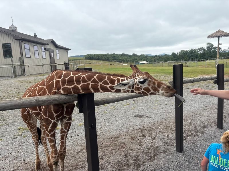 Feeding Safari Animals And Other Hands-On Encounters