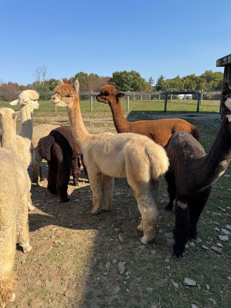 The Farm Has Around 30 Alpacas With Unique Personalities