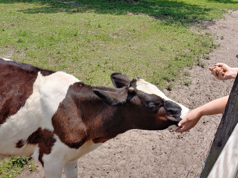 Feeding The Cows Is The Main Event Feeding The Cows Is The Main Event