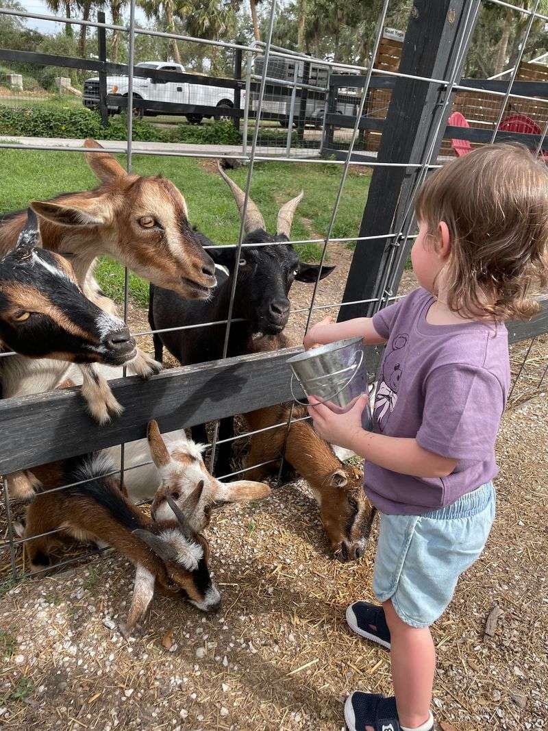 Feeding The Friendly Goats