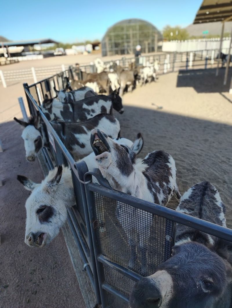 More Animals Than Expected