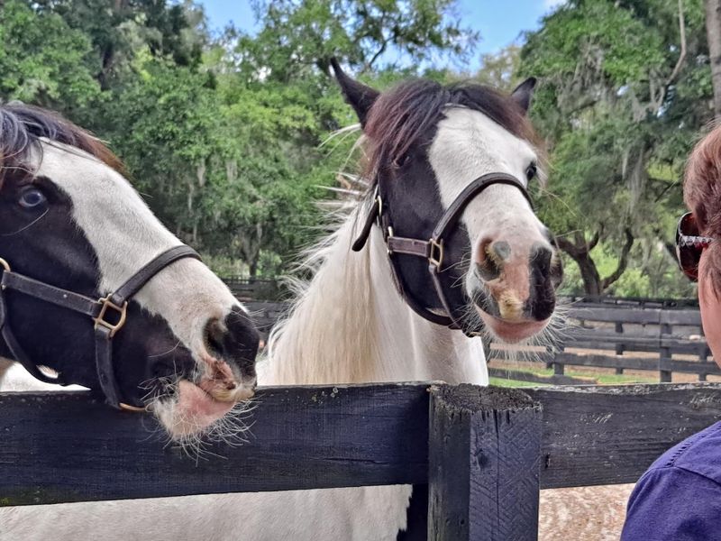 Feeding The Horses: Tips From Real Visitors