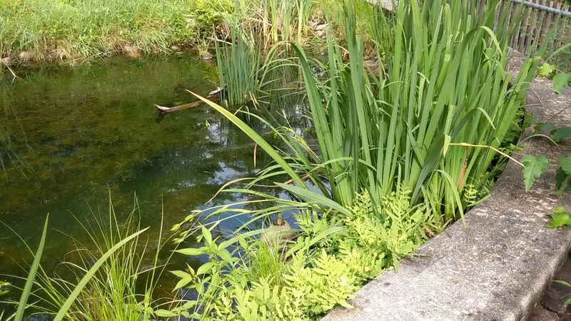 Feeding The Leaping Brook Trout