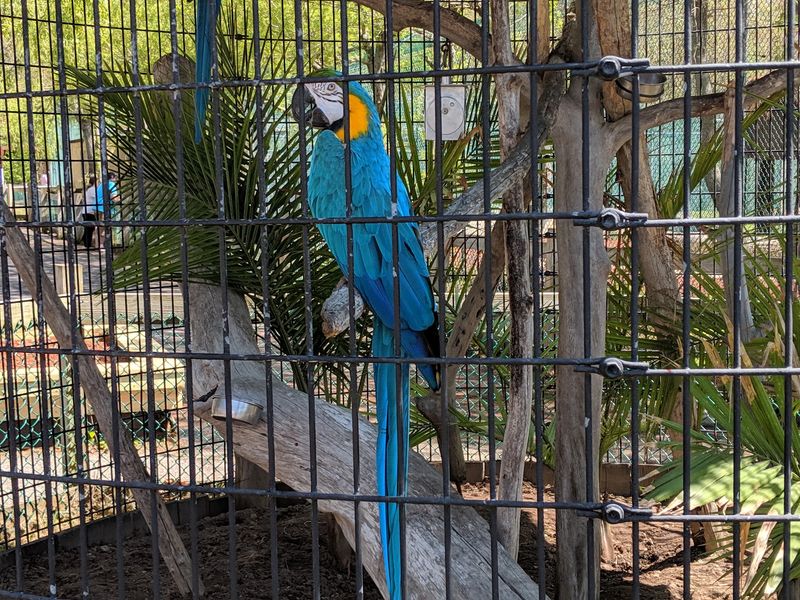 Feeding The Parakeets Up Close