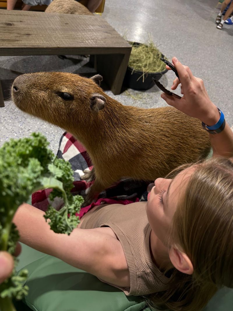 Feeding Time With Lettuce And Kale