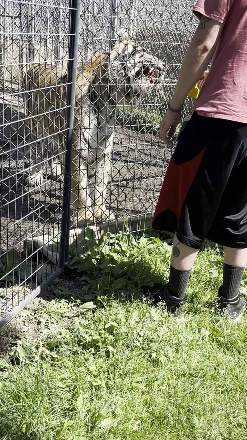 Feeding a Tiger You Will Never Forget