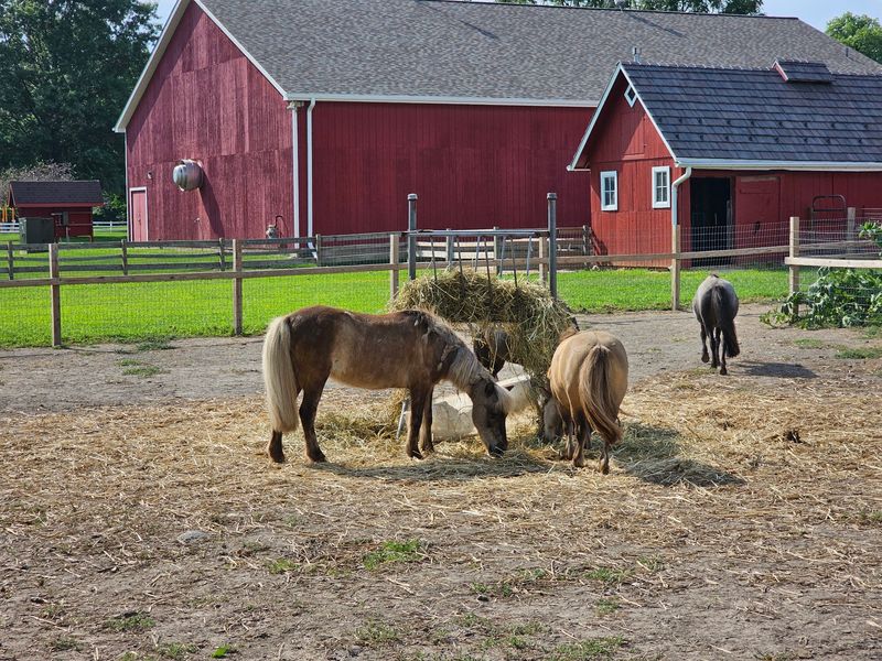 Feeding the Friendly Farm Animals Feeding the Friendly Farm Animals