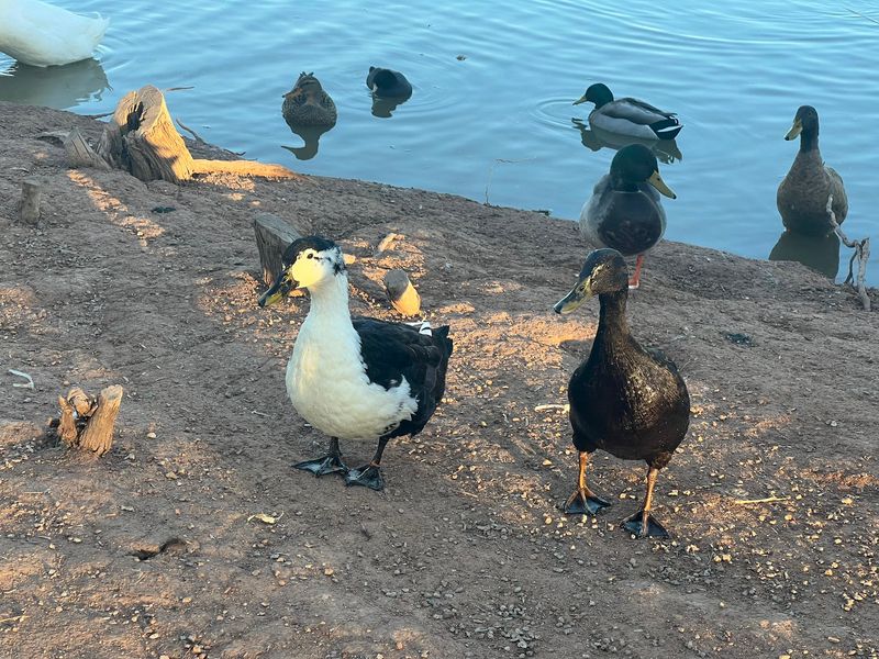 Feeding the Friendly Waterfowl