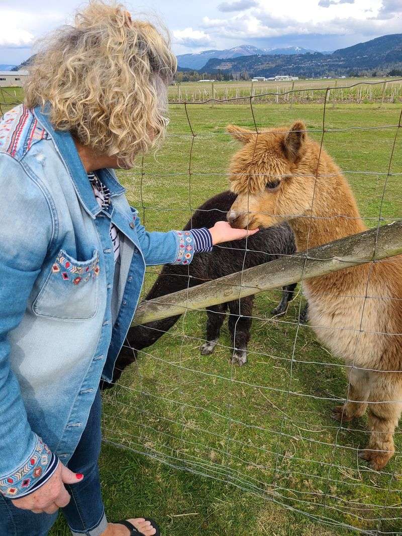Feeding the Herd for Just a Few Dollars