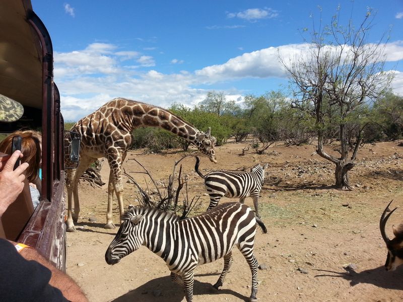 Safari Tram Adventures That Bring Africa To Arizona