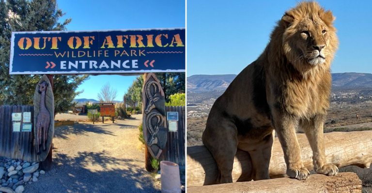Feel The Wild Come Alive With Safari Tours & Action-Packed Animal Shows At This Arizona Wildlife Park This February