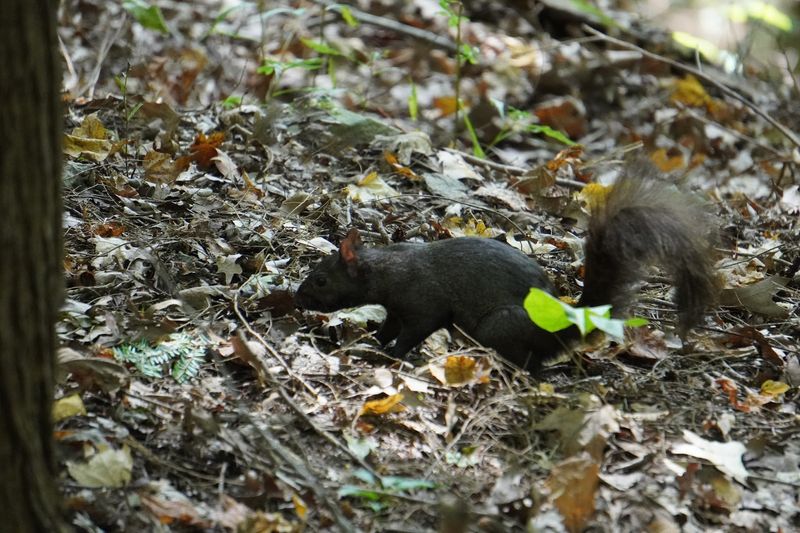 Wildlife Sightings That Catch You Off Guard