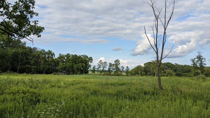 Fens are rare in Illinois and across North America