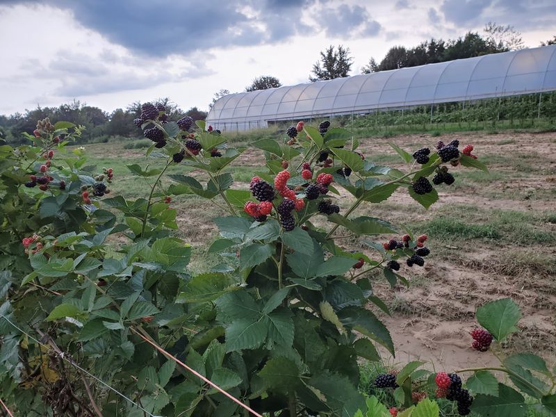 Fenton's Berry Farm, Harrison