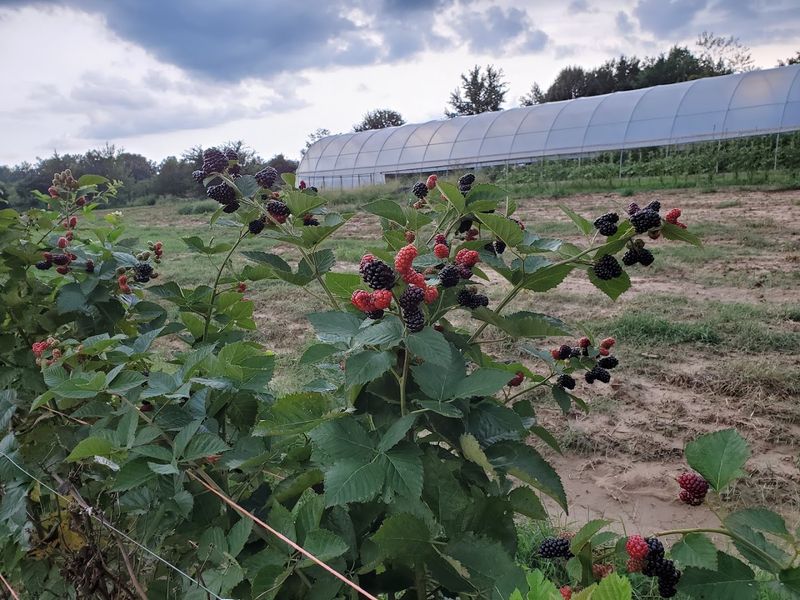 Fenton's Berry Farm, Harrison