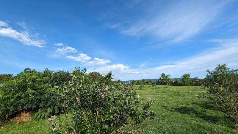 Fenton's Berry Farm 