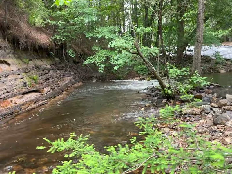 Fern-Covered Trails With A Wild Feel Fern-Covered Trails With A Wild Feel