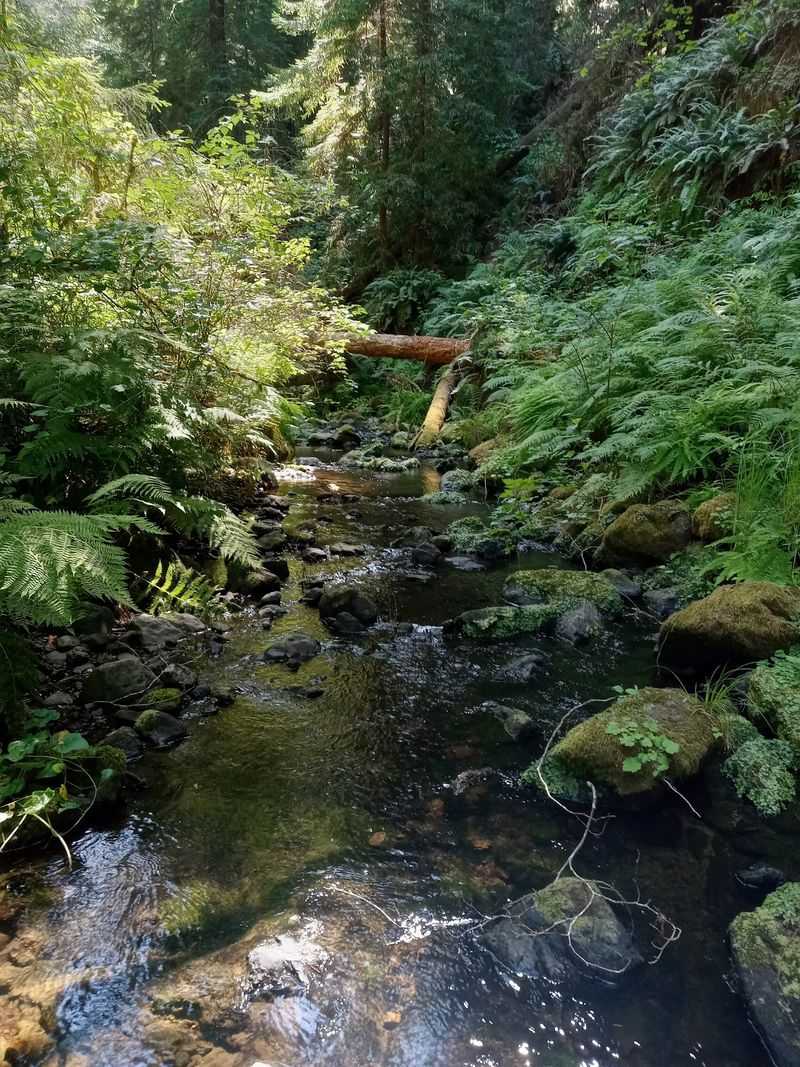 Fern-Rich Slopes Shape the Summer Experience Fern-Rich Slopes Shape the Summer Experience