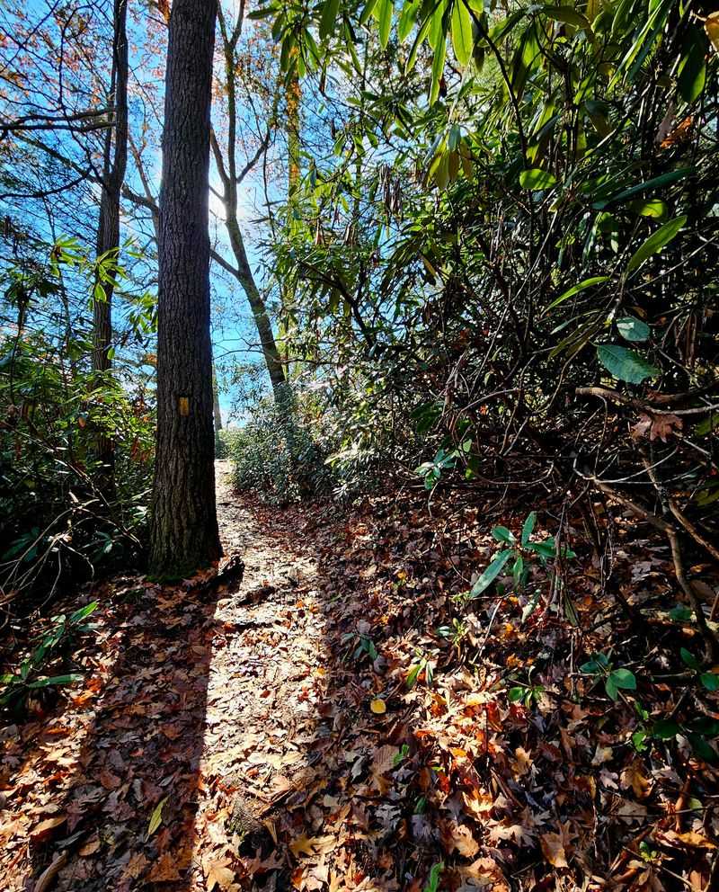 Ferncliff Trail At Ohiopyle State Park, Ohiopyle, Pennsylvania Ferncliff Trail At Ohiopyle State Park, Ohiopyle, Pennsylvania