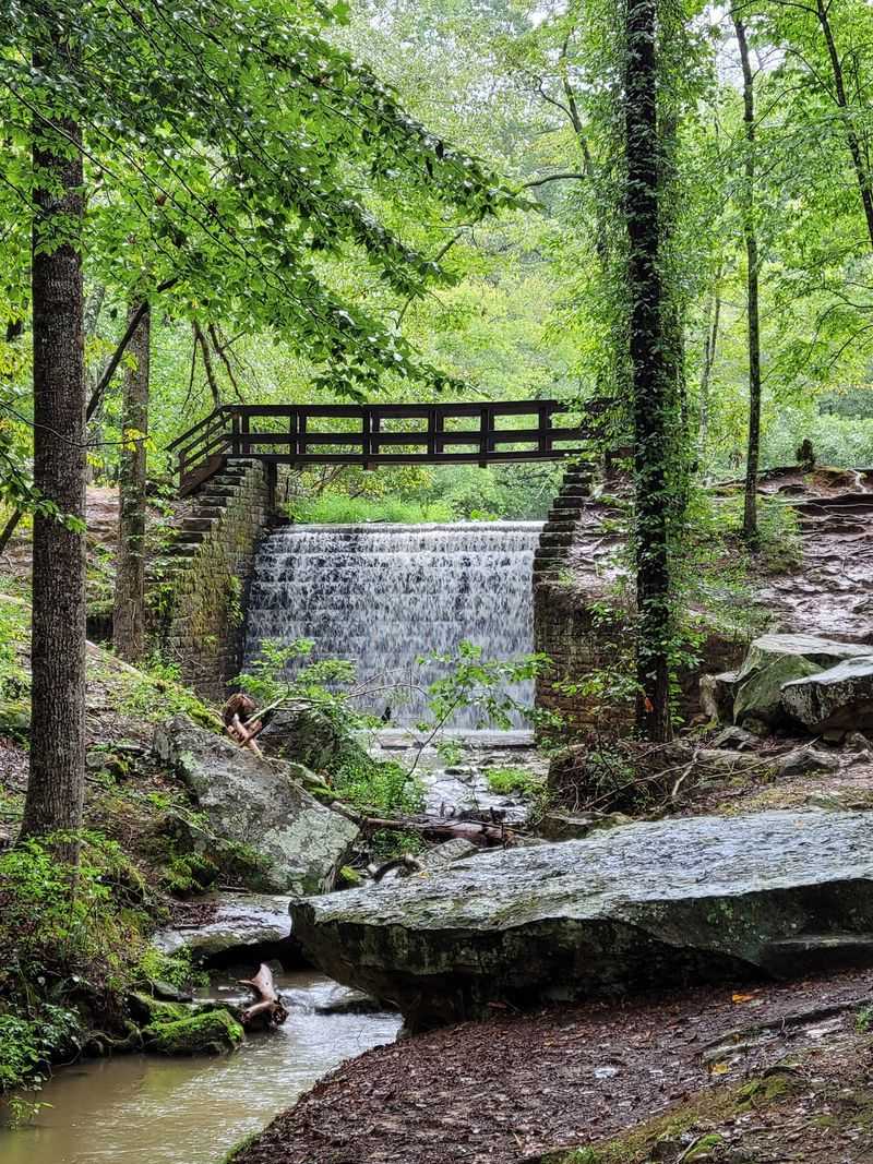 Ferns, Feathers, And Forest Surprises