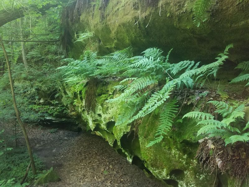 Ferns, Frogs, And Woodland Wildlife