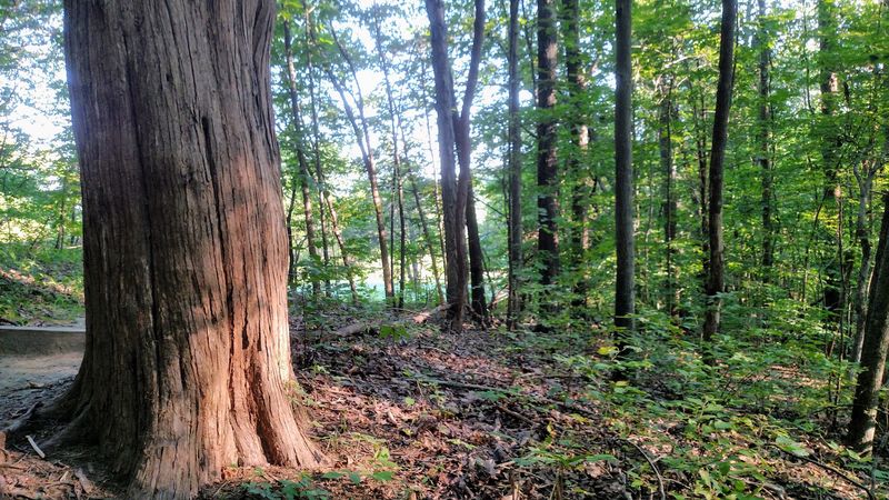 Ferns and mosses occupy a patchwork of habitats