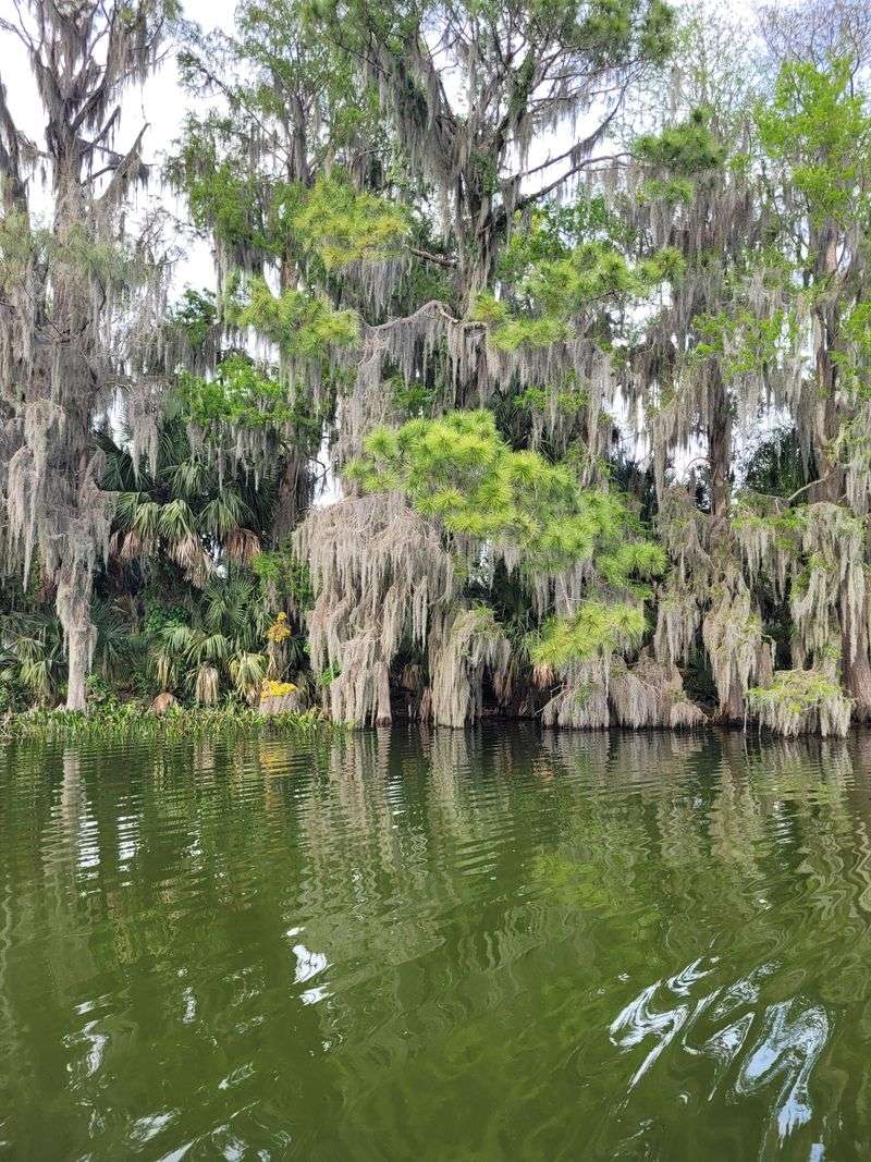 Boat Tours Through Cypress Shade
