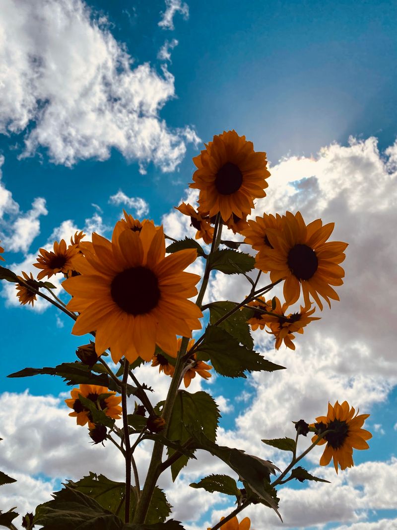 Fields Of Pick-Your-Own Sunflowers