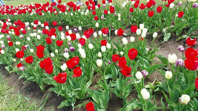 Fields Of Tulips, Sunflowers, And Zinnias