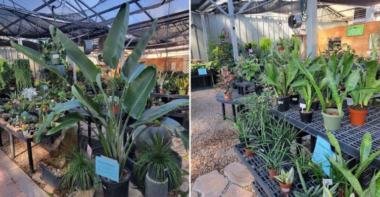 Fifteen Acres Of Trees, Shrubs, And Perennials Turn This Colorado Nursery Into A Plant-Lover’s Playground