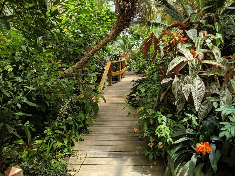The Rainforest Room and What Lives Inside It