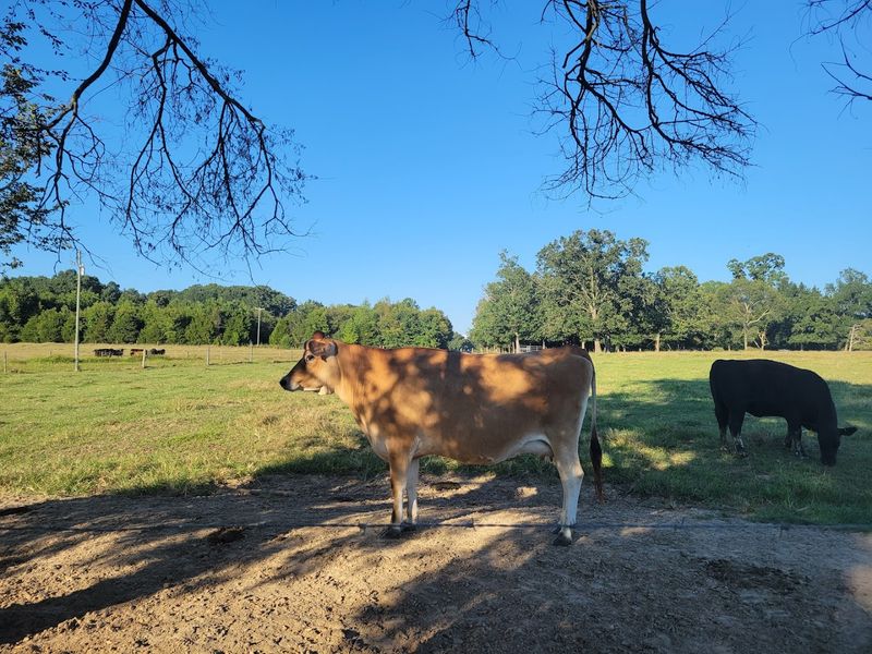 Real Milk, Real Cows, Real Difference