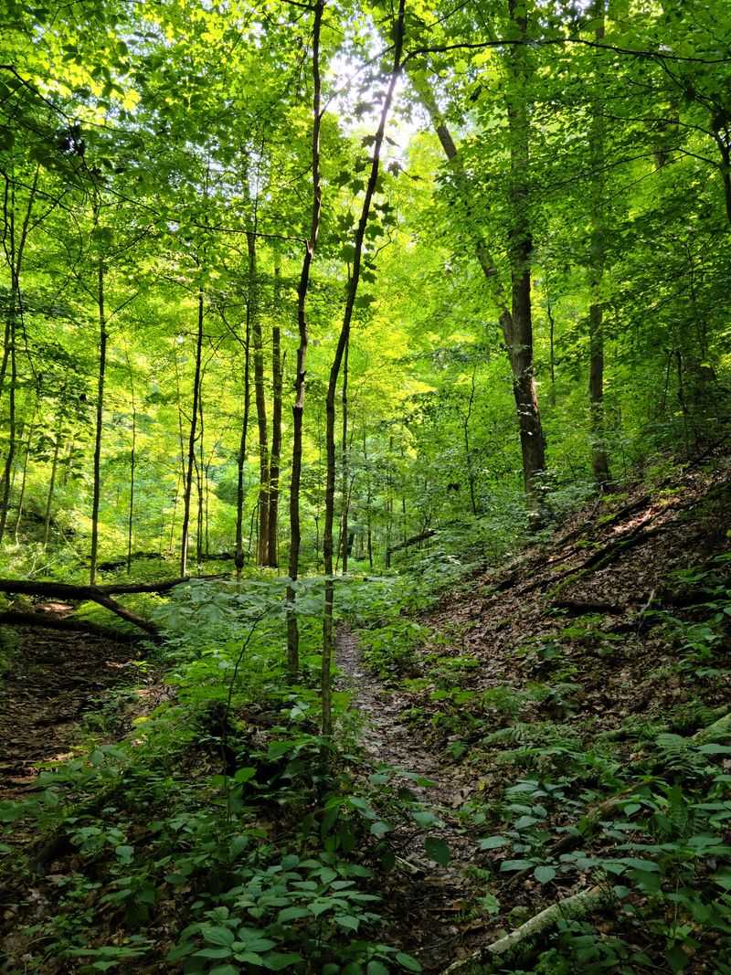 Woodland Trails That Challenge and Reward