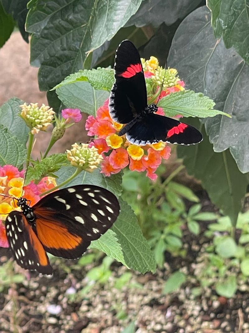 Wear Bright Colors, Not Perfume