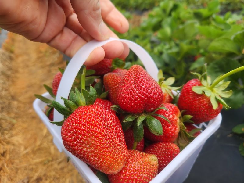 Berries So Fresh They Practically Glow