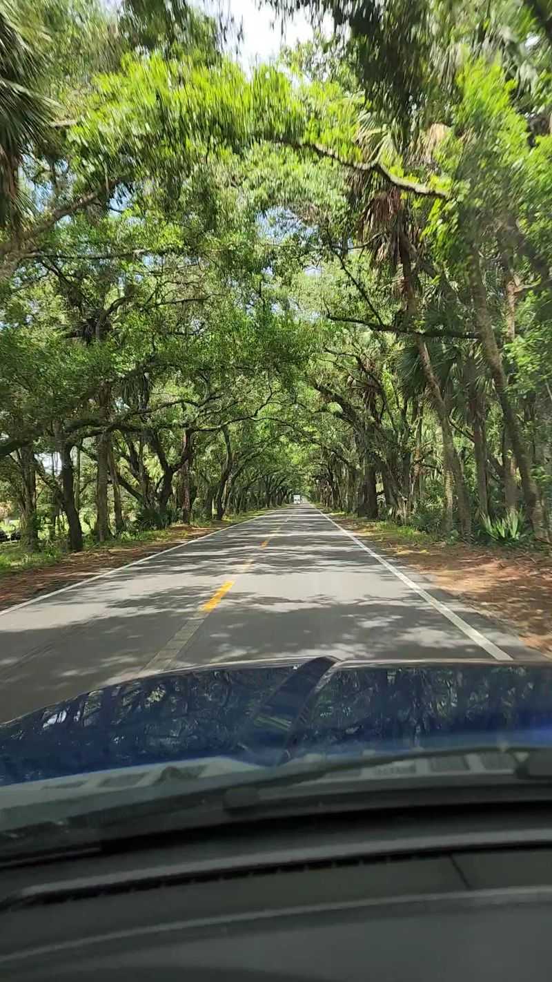 A Short History, Told By Oaks