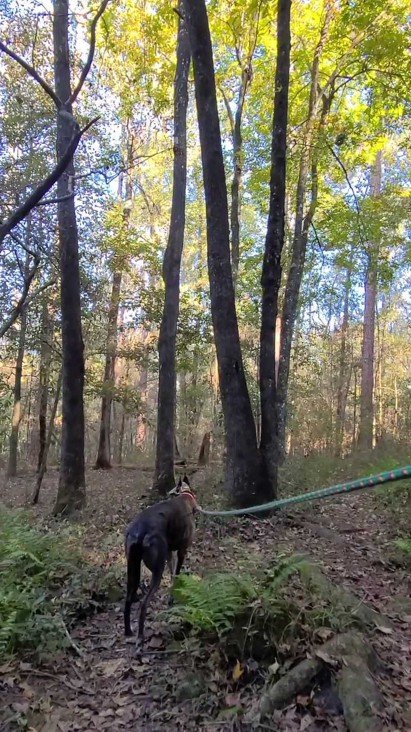 The Forest Road Walk