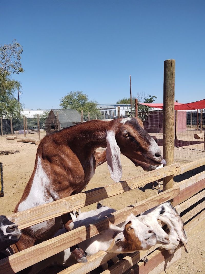 Finding The Right Arizona Farm For Your Visit Finding The Right Arizona Farm For Your Visit