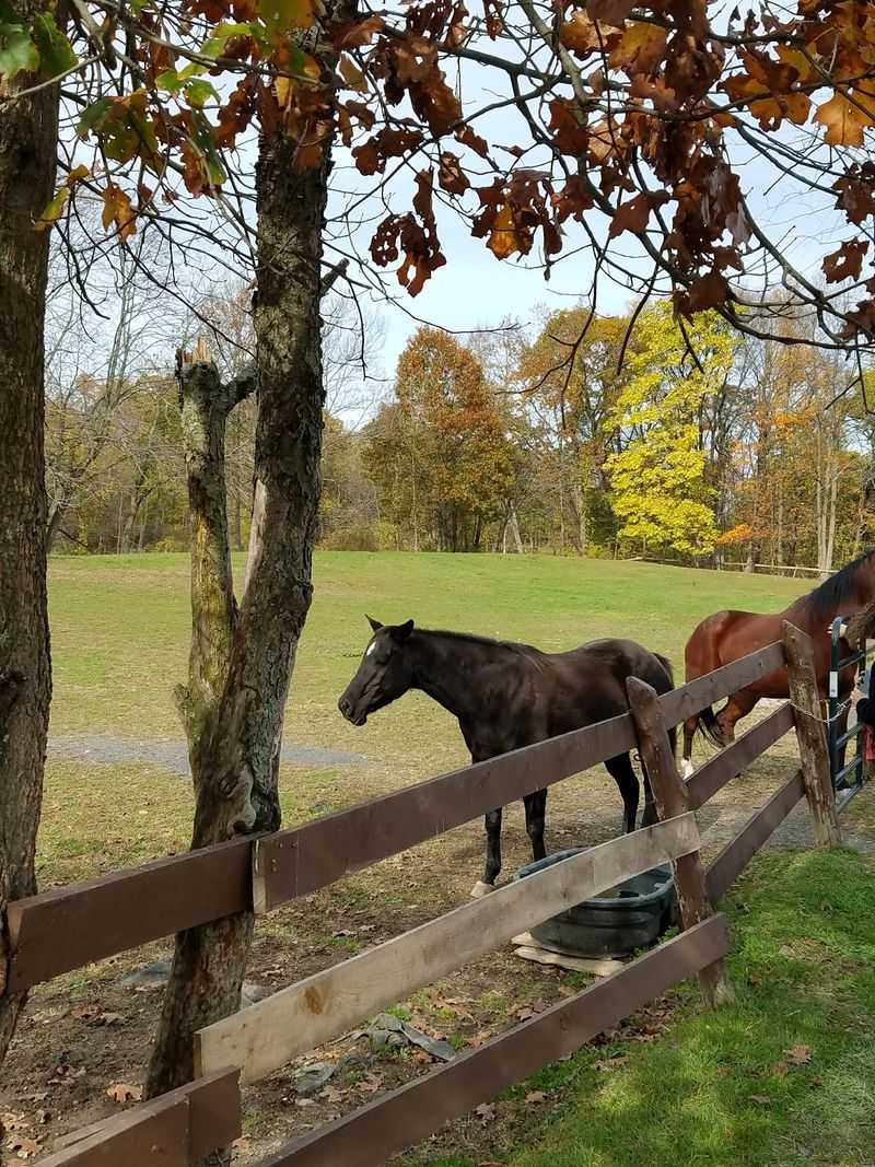 Finding Your Way To Horse Country