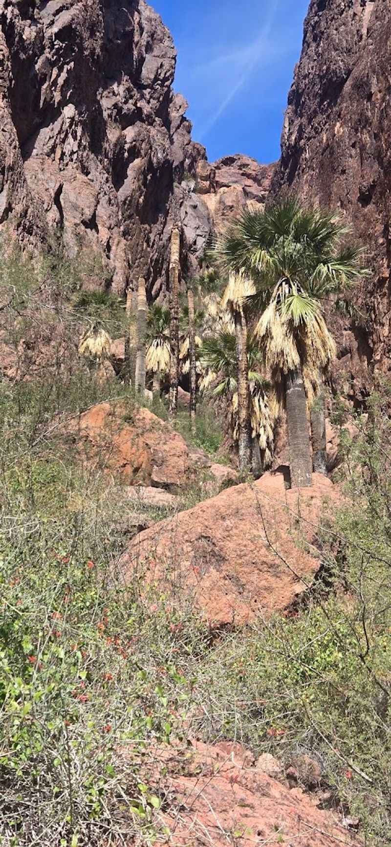 Walking The Palm Canyon Trail