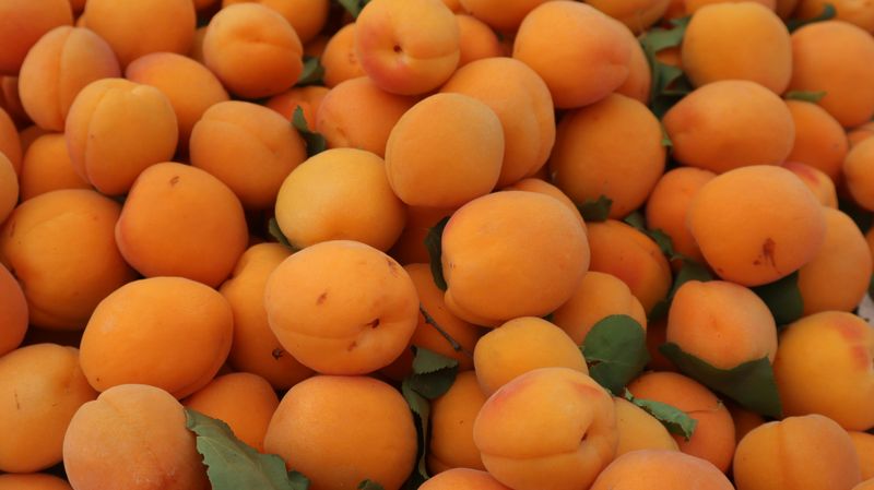 Loquats, The Secret Spring Treasure