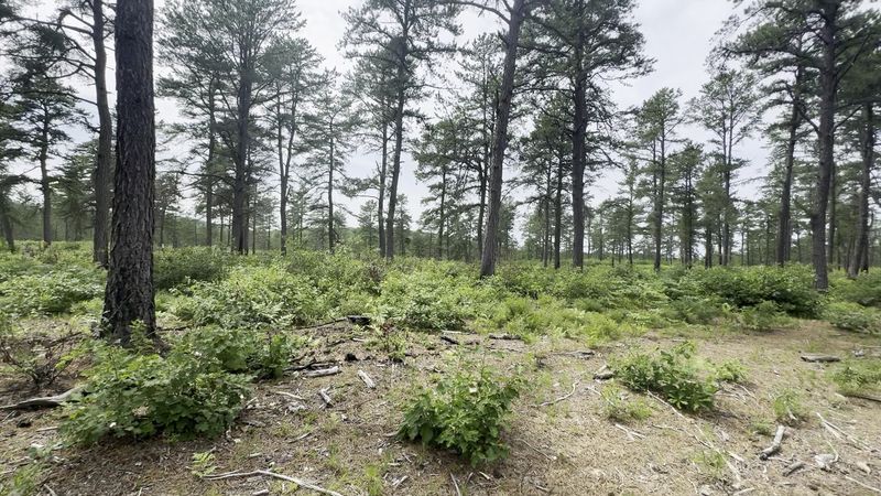Fire Is The Secret Gardener Of This Strange Forest