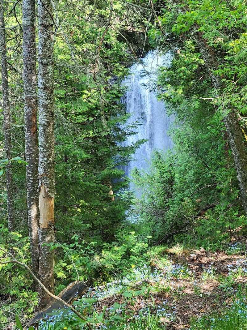 Forest Vibe On The Bicentennial Pathway