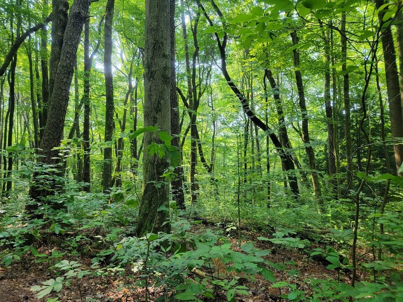 First Look at a Forest That Feels Untouched