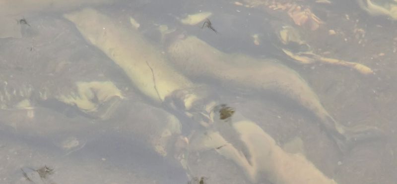 Fish Feeding and Rainbow Trout