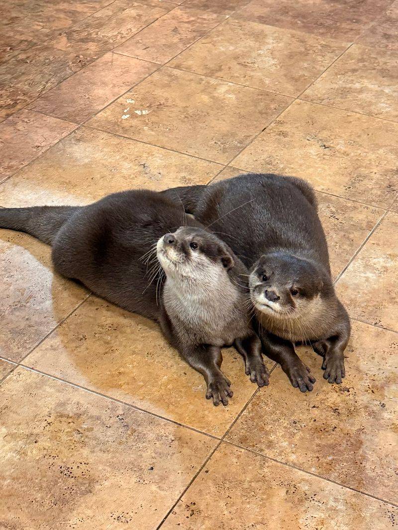 Fish For The Otters Means Front-Row Seats To Pure Silliness Fish For The Otters Means Front-Row Seats To Pure Silliness