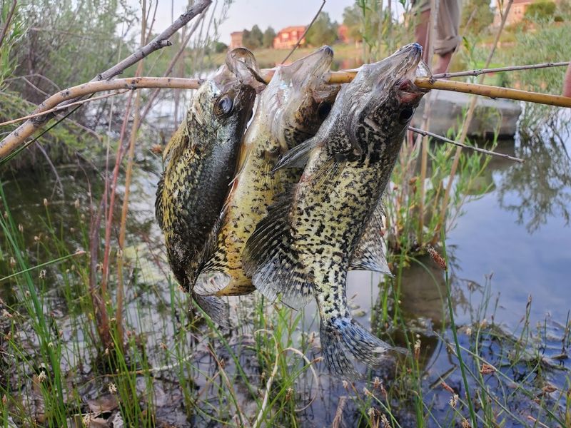 Fishing At Thomas Reservoir: What The Locals Already Know