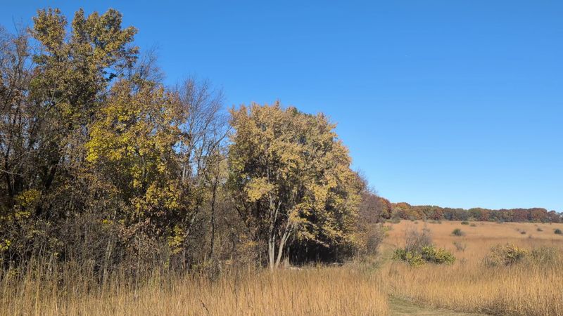 Prairie And Oak Savanna Restoration Efforts
