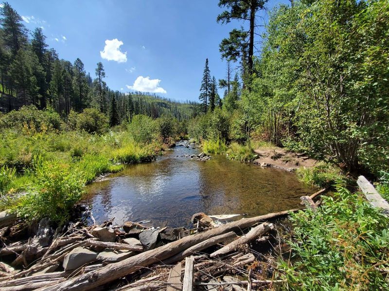 Hiking Trails Through Alpine Forest